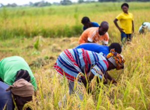 Lo sfruttamento delle donne immigrate in agricoltura. L'approfondimento di Ginevra Demaio